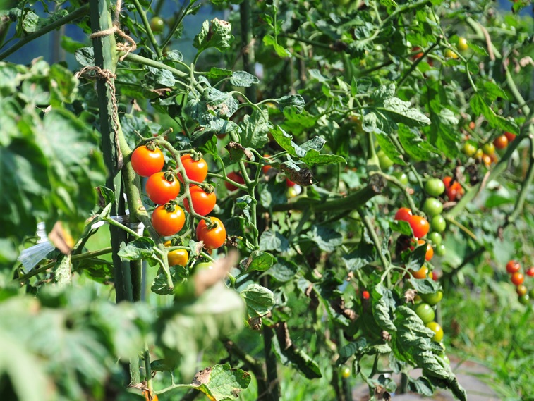 トマトは暑い夏よりも、秋の方が美味しいです