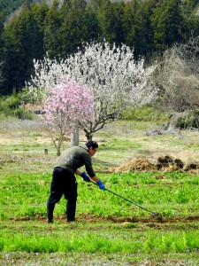 梅や桜の咲くころ、ウグイスを聞きながら土を耕す気持ちは最高です。