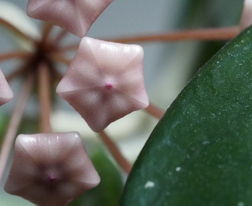 Wachsblume, geschlossene Blüte