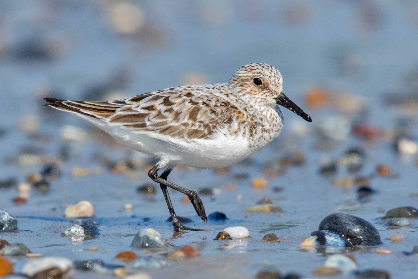 Sanderling (Calidris alba) Portrait, Fotos und Vogelstimmen photo