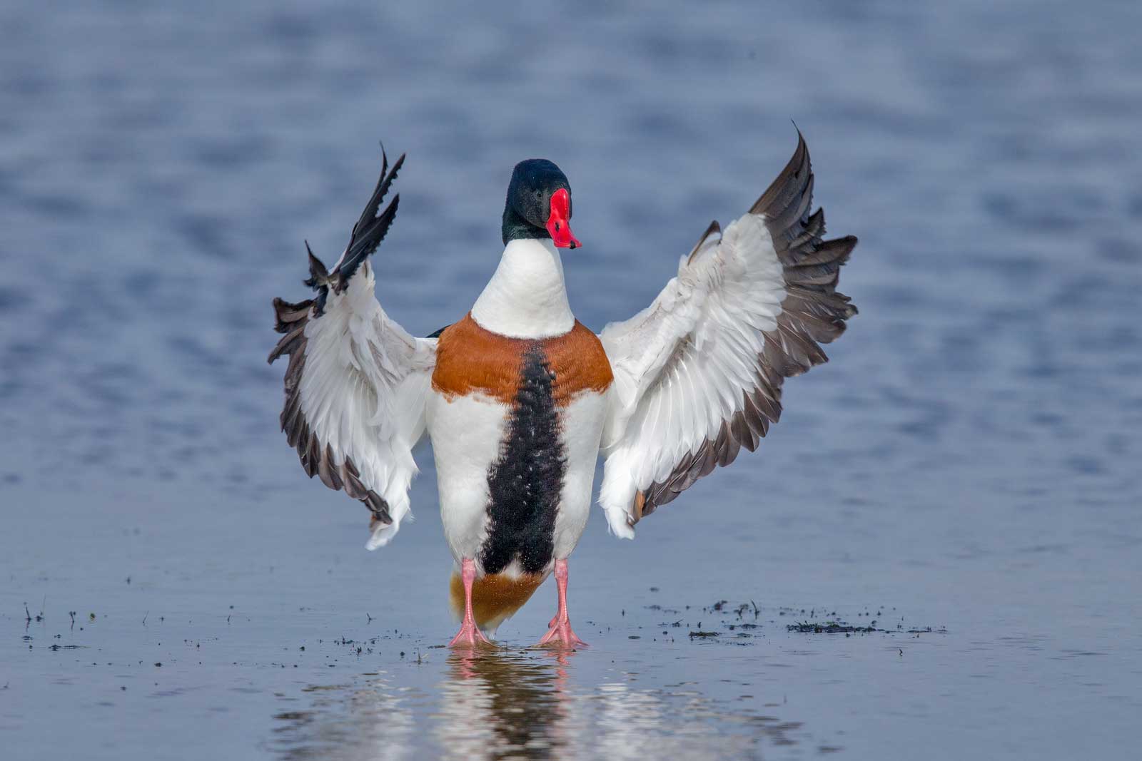 Katinger Watt Photo Natur De