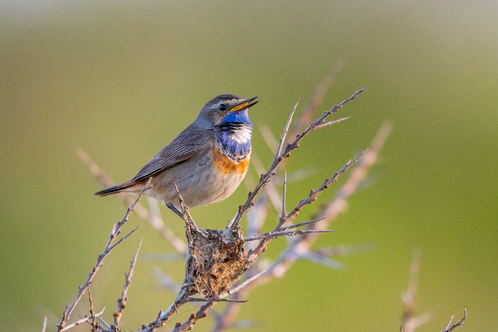 Weißsterniges Blaukehlchen,  Männchen   