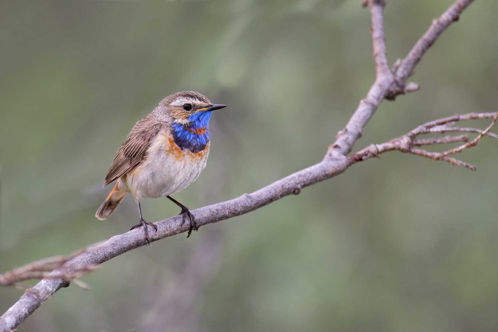 Rotsterniges Blaukehlchen,  Männchen   