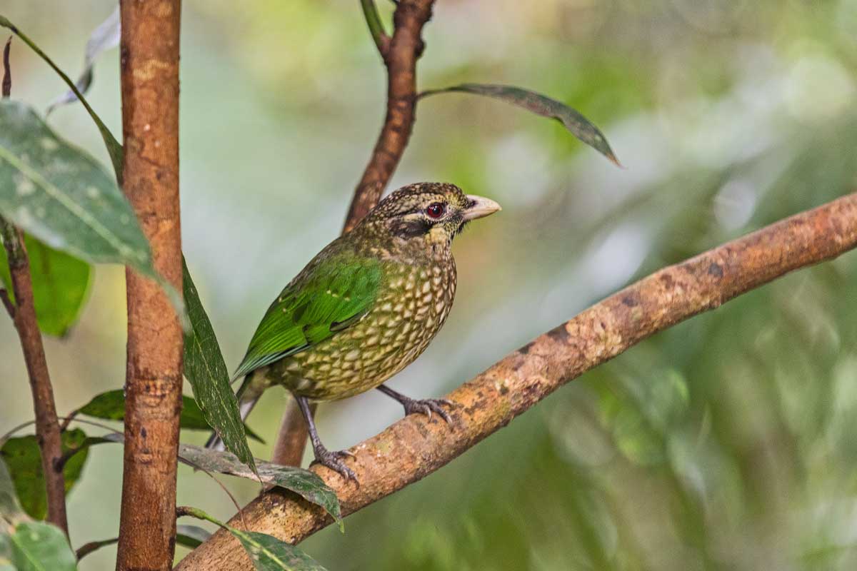 Laubenvögel photonatur.de