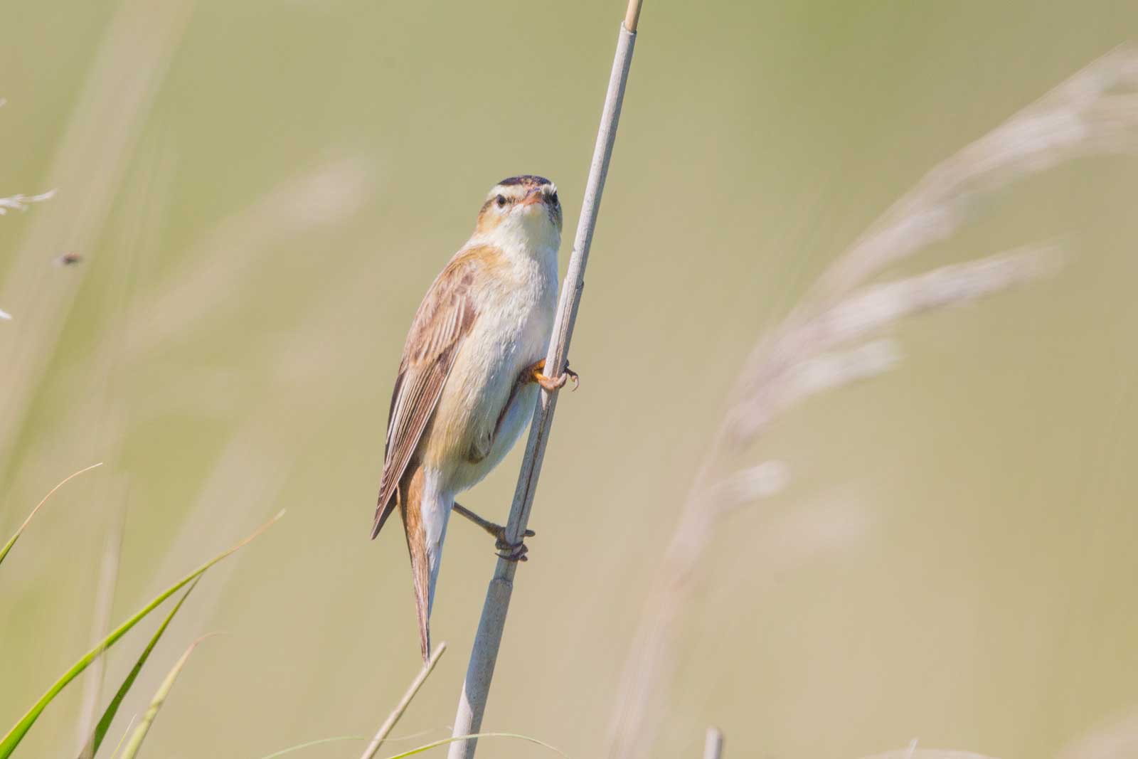 Schilfrohrsanger Acrocephalus Schoenobaenus Photo Natur De