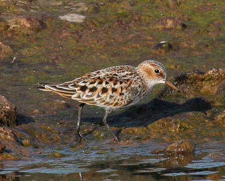 Zwergstrandläufer (Calidris minuta) - 5