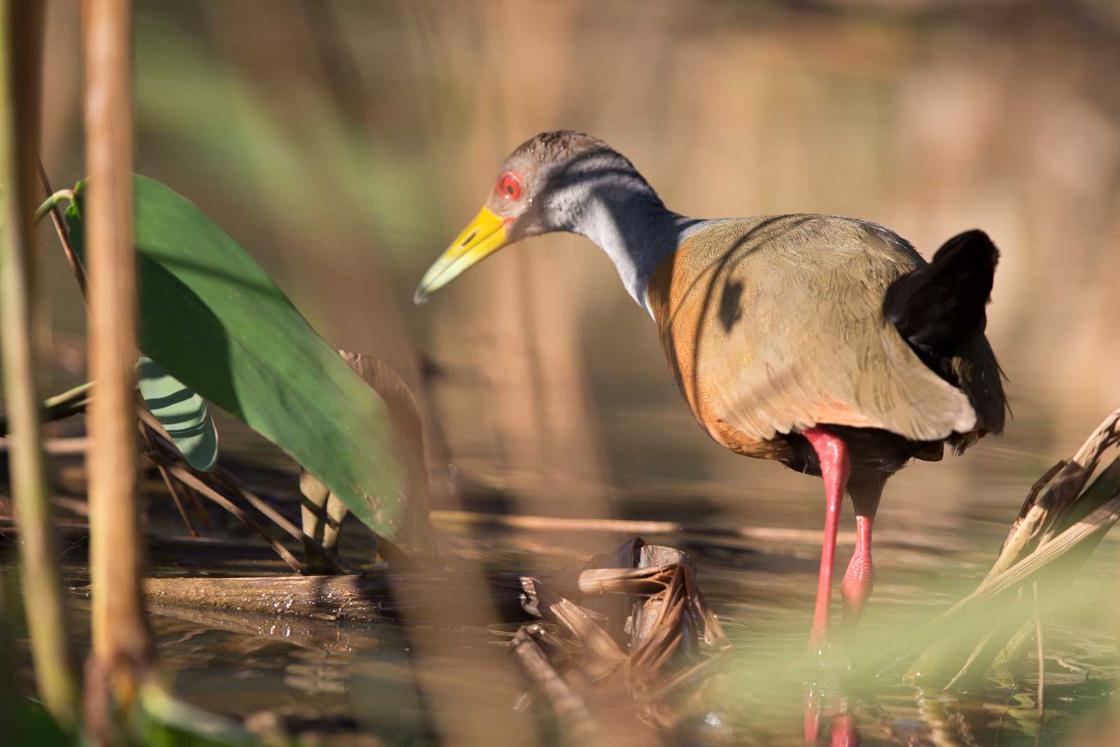 CayenneRalle photonatur.de