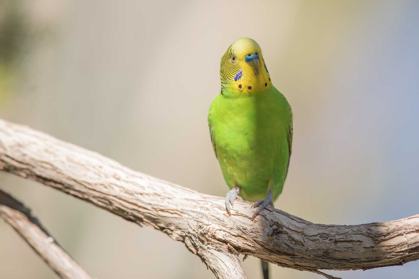 Wellensittich - photo-natur.de