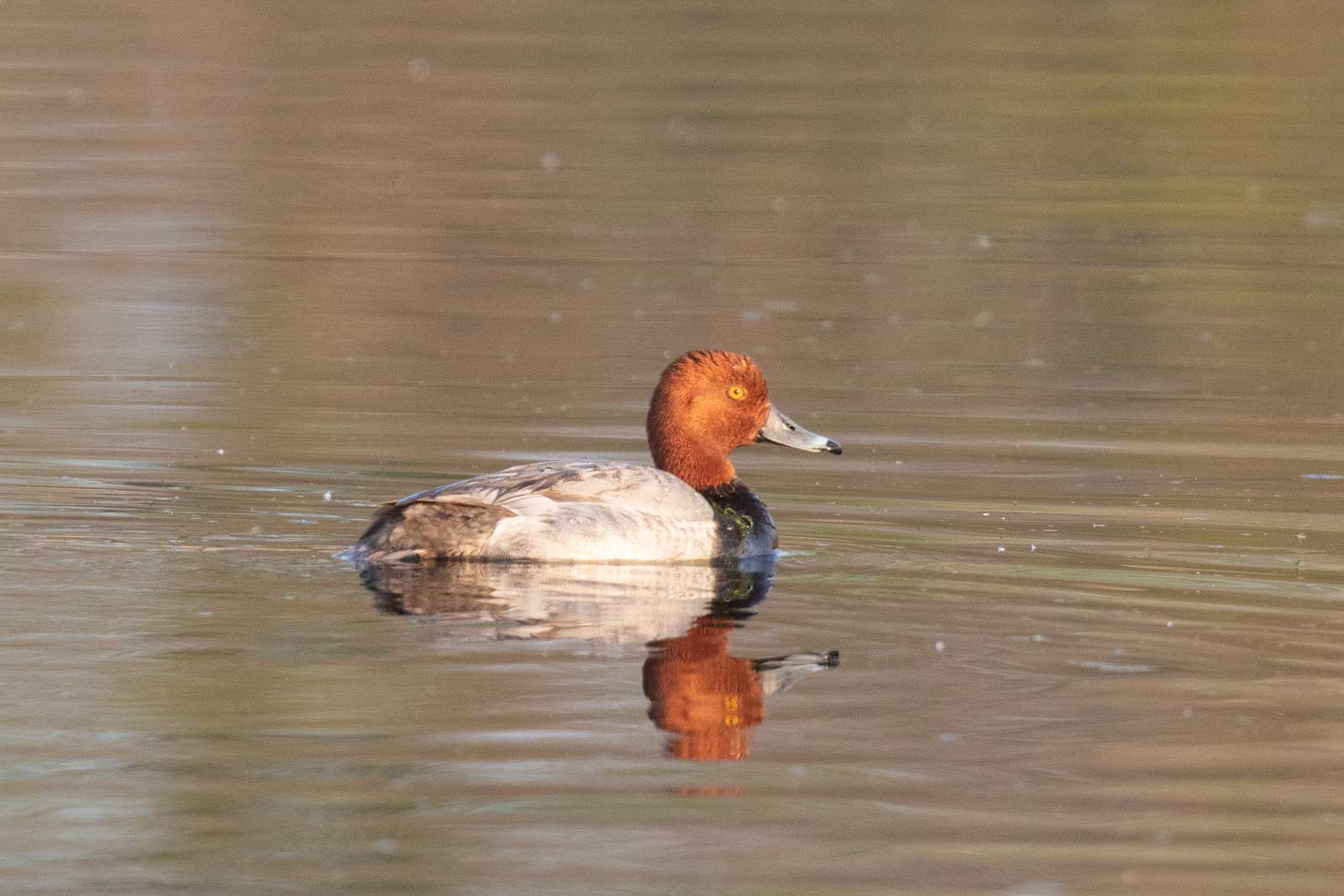 Rotkopfente photonatur.de