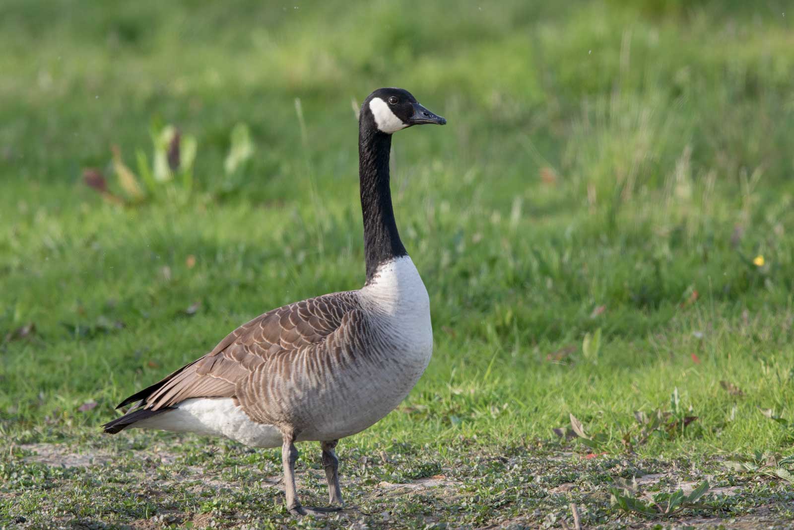 Kanadagans - Bilder und Informationen - photo-natur.de