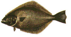 Lenguado de ojos chicos (Paralichthys microps)