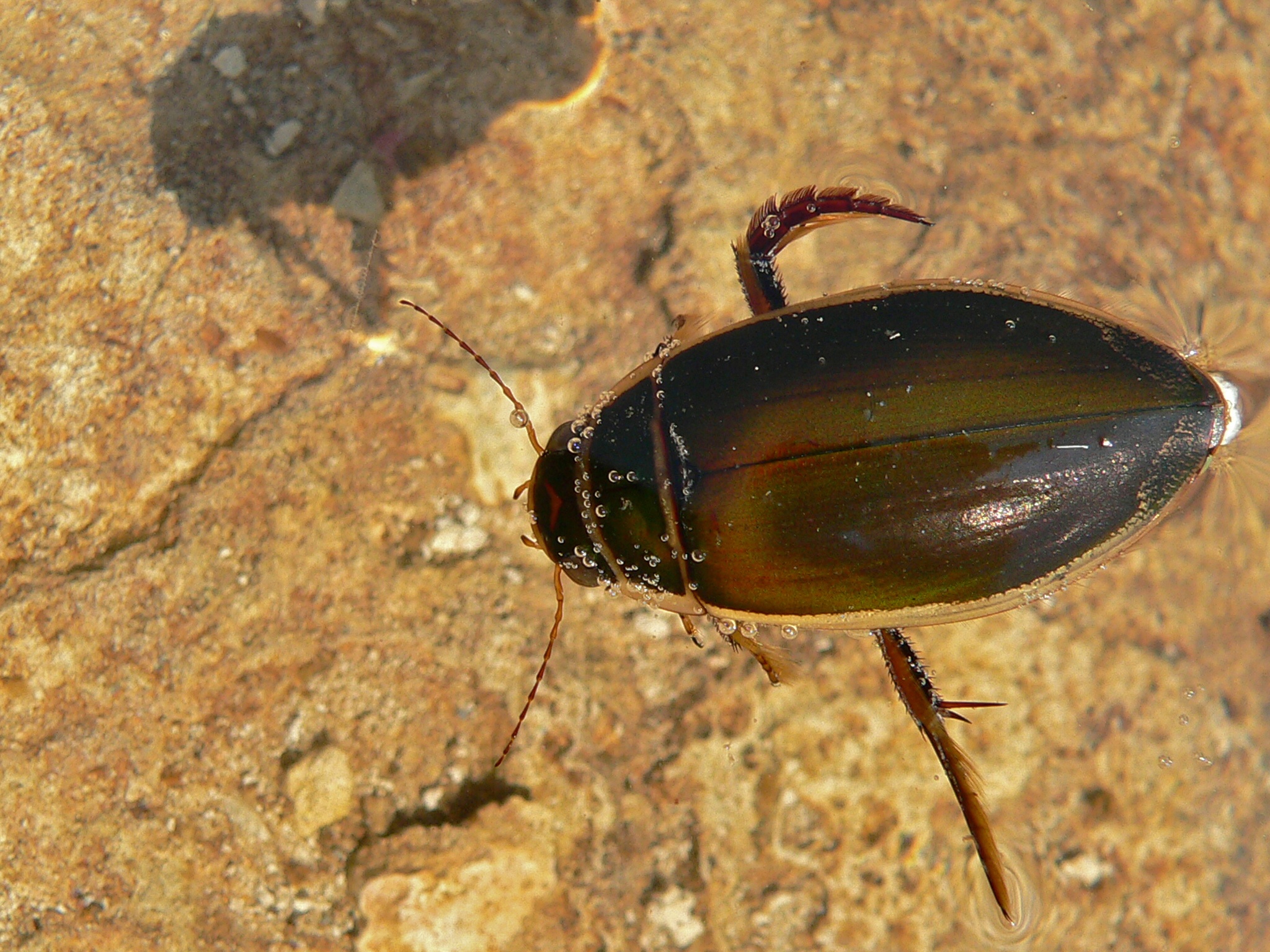 Escarabajo Buceador