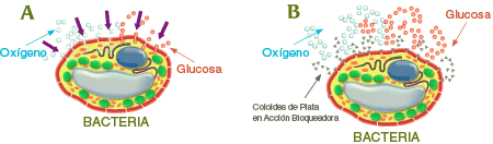 Reacción Agente Patógeno