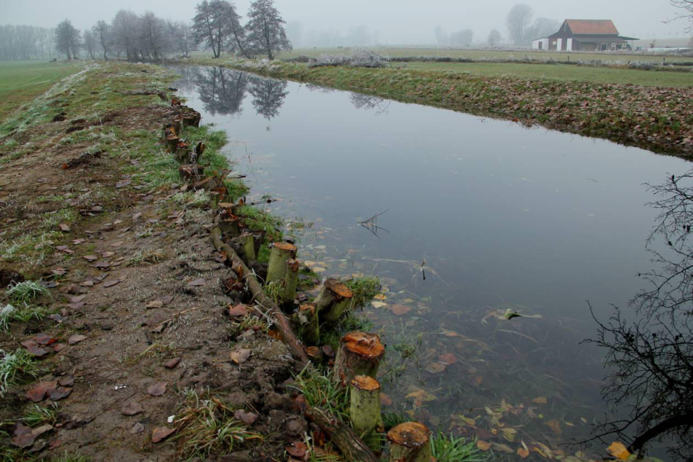 Viel mehr Einstau war mit dem alten Deich nicht möglich. Bis zum Stauziel fehlten aber immer noch über 30 cm. Die eingerammten Bäume wurden alle am Mühlen Graben gefällt. Aufgenommen am 15.11.11  