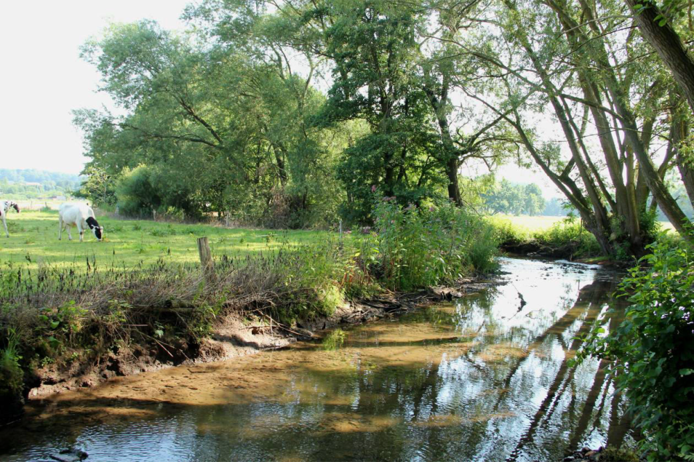 Die dabei verbleibende Wassertiefe im Mühlengraben ist auch für größere Fische noch ausreichend.