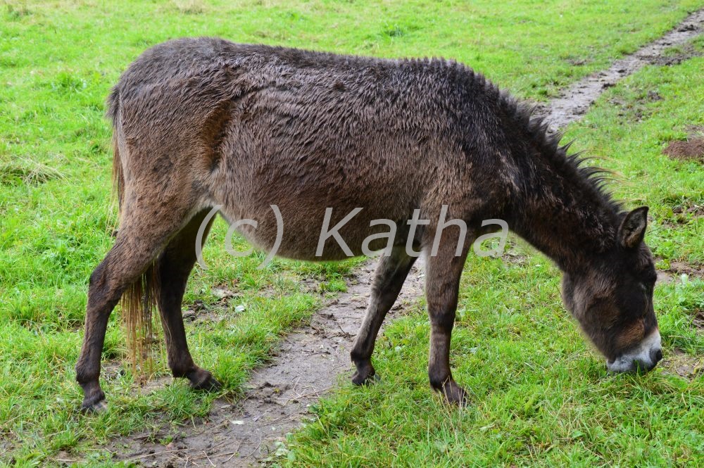 Mulis Generation Parker