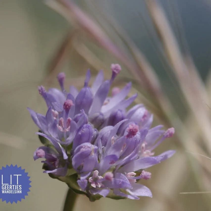 Blumen, die in unseren Herzen glitzern.