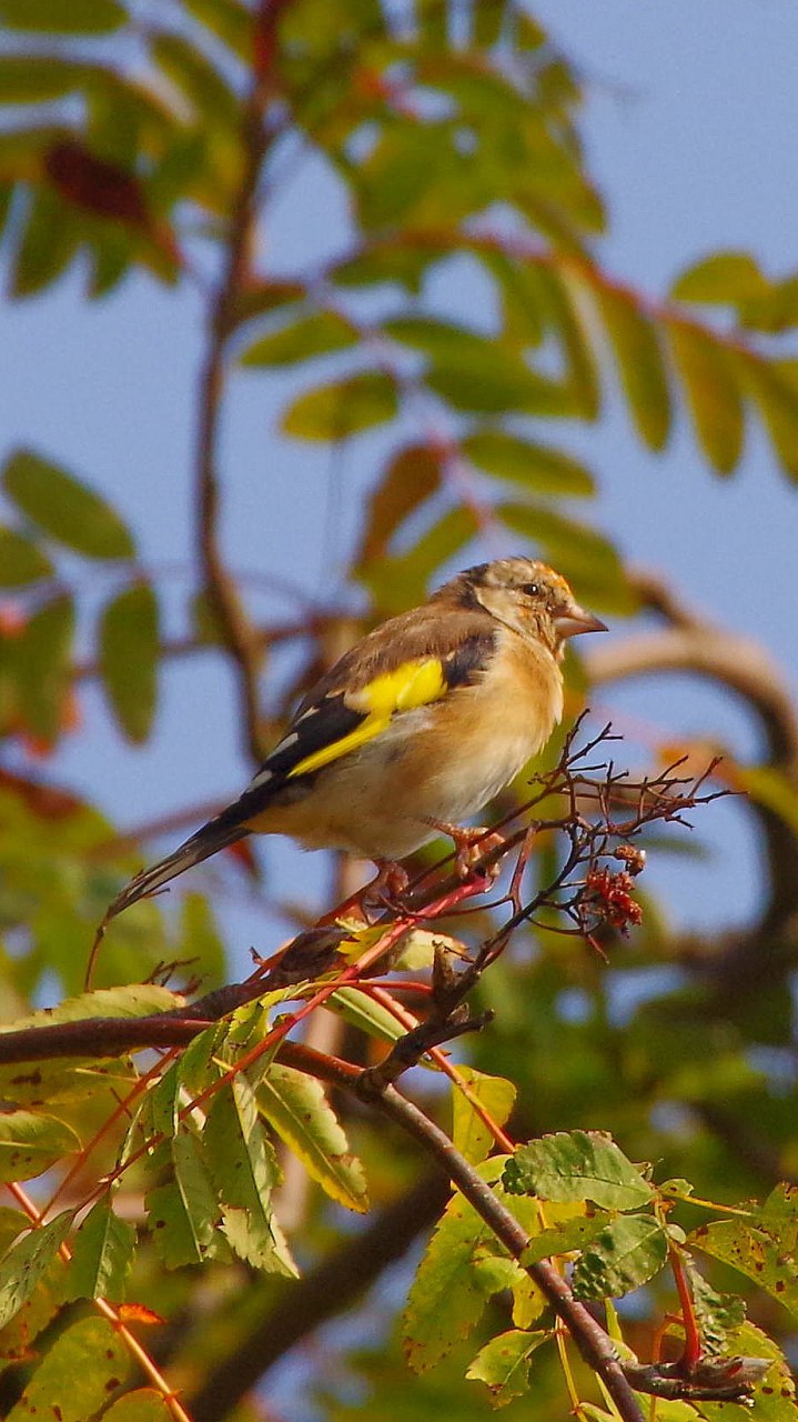 Bunter "Herbstvogel"