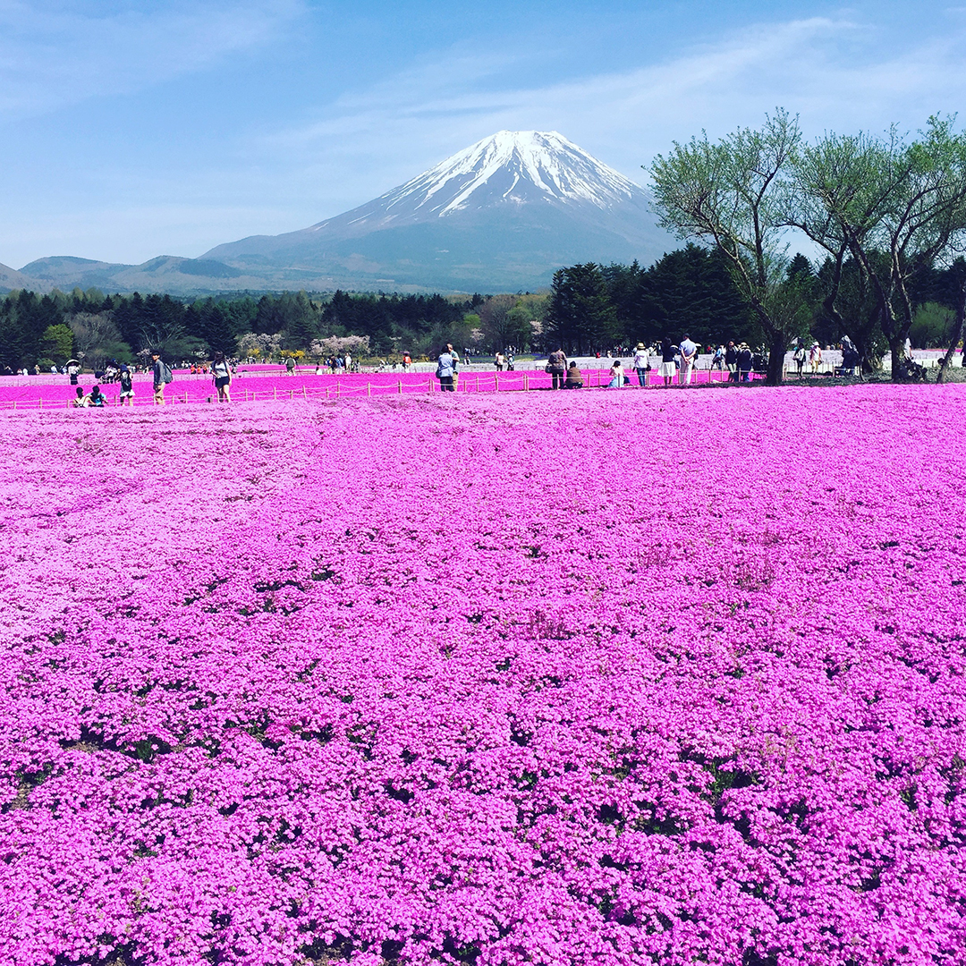 Fuji Shibazakura Festival Scenic Routes in Japan