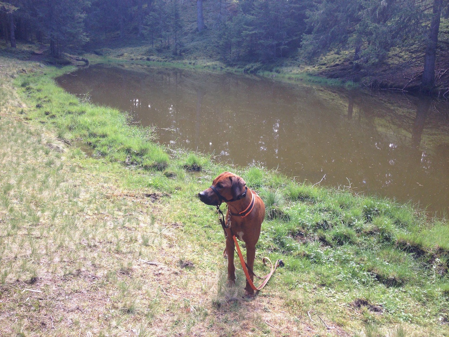 Bei der Pfingstlacke, Hinterburg, Steiermark