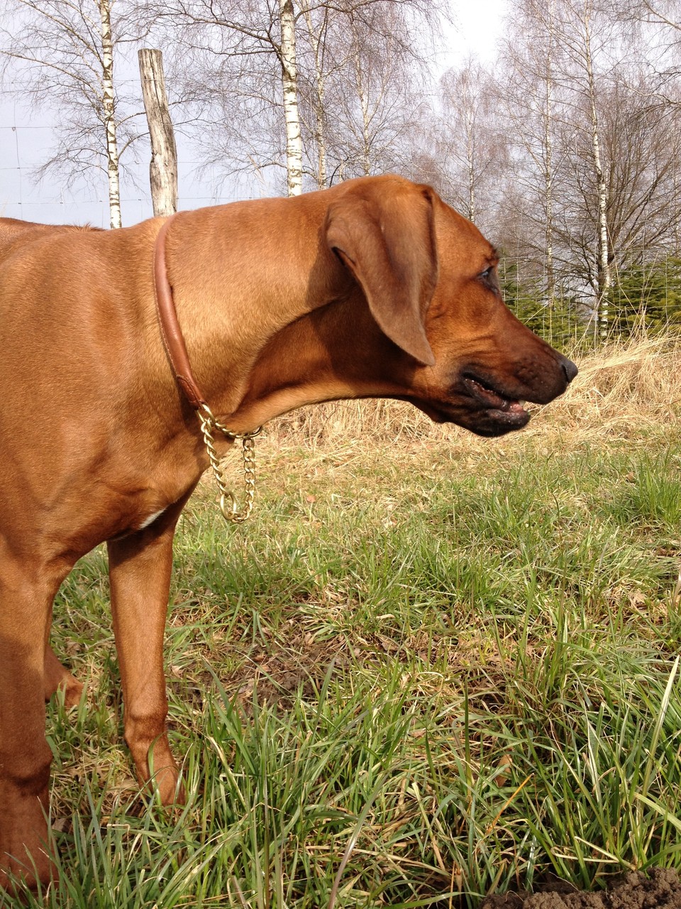 Lächelnder Ridgeback