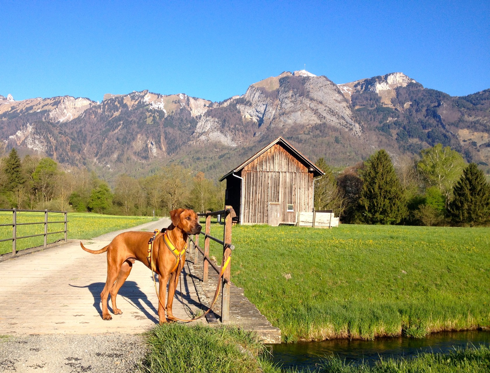 Morgenrunde im Grenzgebiet Feldkirch-Bangs/Ruggell Liechtenstein