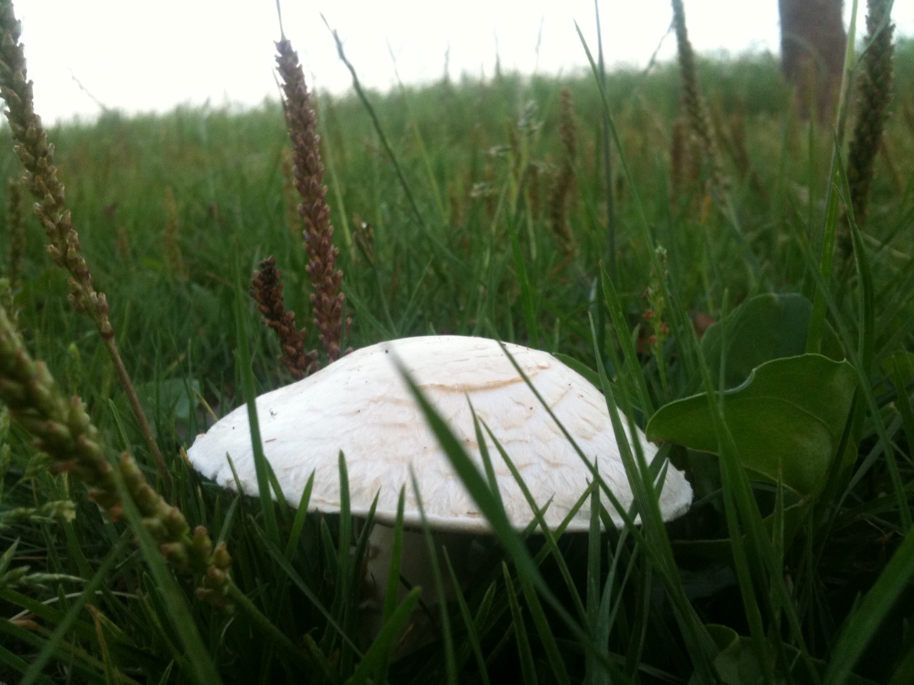 Champignons