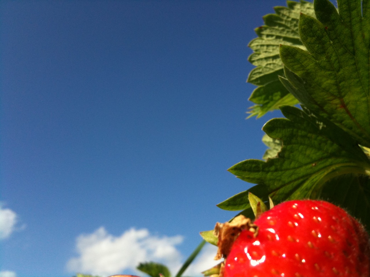 Erdbeeren,