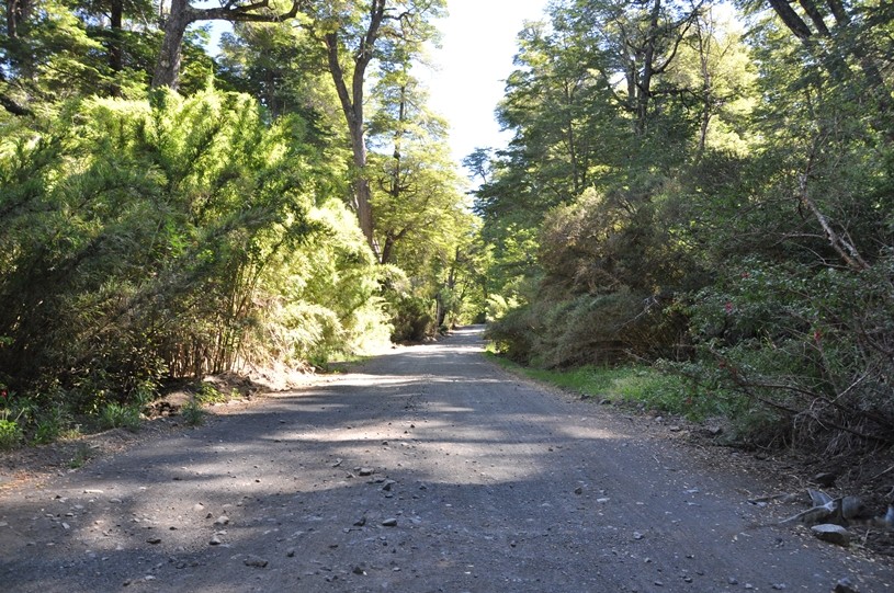 Überwachsene Strasse  zur Grenze