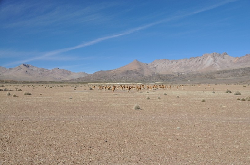 Vicuñaherde