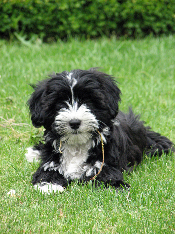 Tibet Terrier of Dog´s Wisdom_Peter Künzel_Oelde