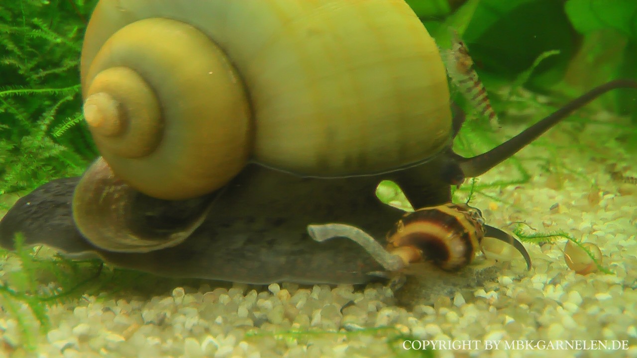 Bilder Apfelschnecken - MBK-Aquaristik Wasserpflanzen, Garnelen & Axolotl