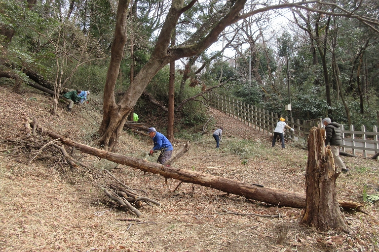 保全活動　家康の日光への道　（一本杉公園/東京都多摩市）