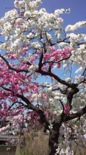 弊社の近くの満開のしだれ桜☆