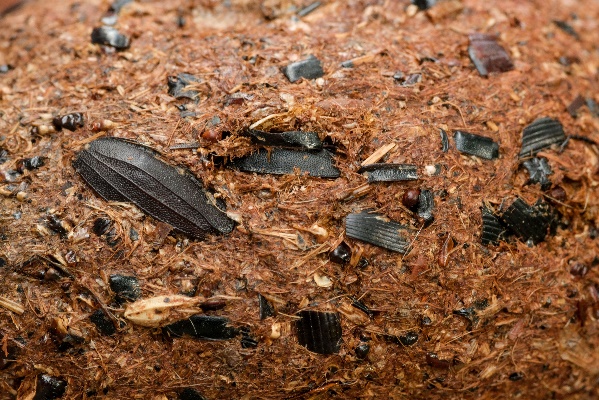 Speiballen vom Weißstorch. Die Größe schwankte erheblich. Die rötliche Farbe weist auf den hohen Insektenanteil hin. Flügeldecken von Käfern sind deutlich zu erkennen.