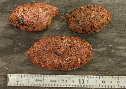 Speiballen vom Weißstorch. Die Größe schwankte erheblich. Die rötliche Farbe weist auf den hohen Insektenanteil hin. Flügeldecken von Käfern sind deutlich zu erkennen.