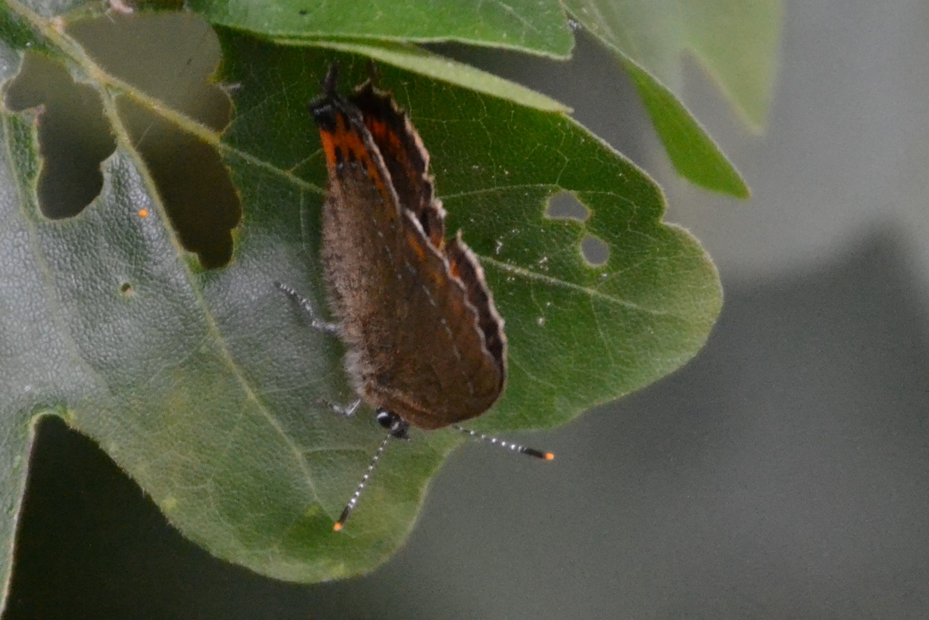 Ein Pflaumenzipfelfalter. Foto: Thomas Brand