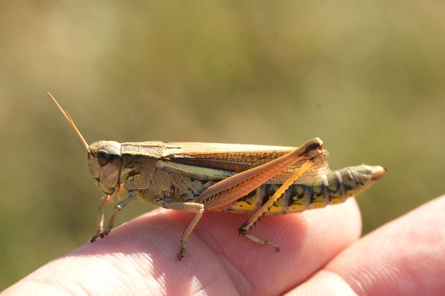Die Sumpfschrecke (Stethophyma grossum) ist wegen ihrer Größe wohl eine begehrte Beute.