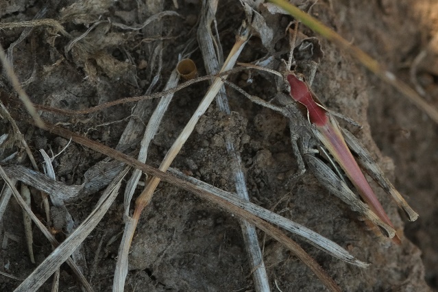 Der Nachtigall-Grashüpfer (Chorthippus biguttulus) versucht es mit Tarnung, den Beutegreifern zu entgehen. 