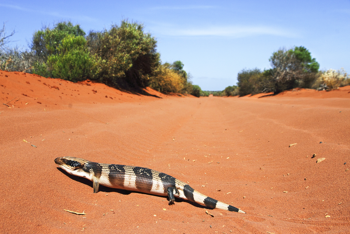 wildlife, reptiles, 4 WD Tours to Francois Peron National Park.