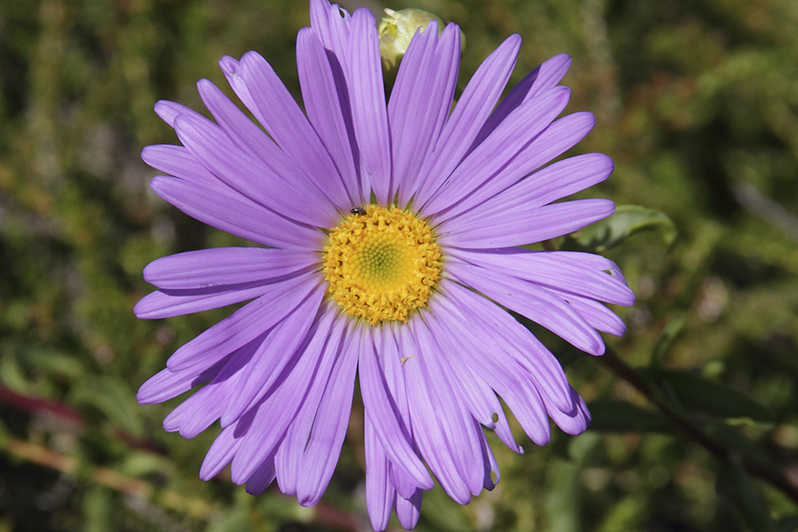 wild flowers, 4 WD Tours to Francois Peron National Park.