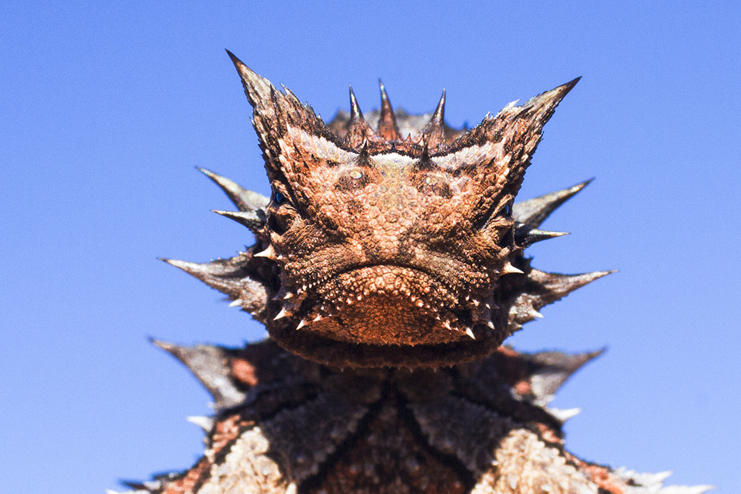 thorny Devil, 4 WD Tours to Francois Peron National Park.