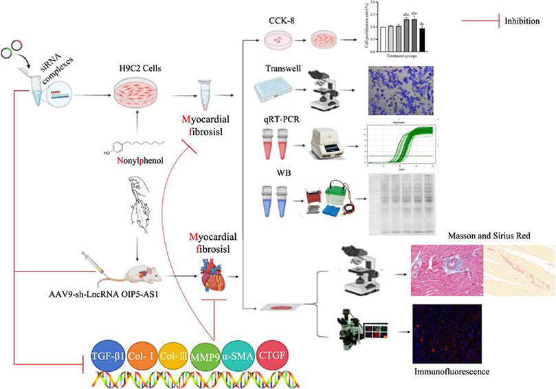 LncRNA OIP5-AS1 knockdown is associated with attenuated nonylphenol-induced cardiac fibrosis