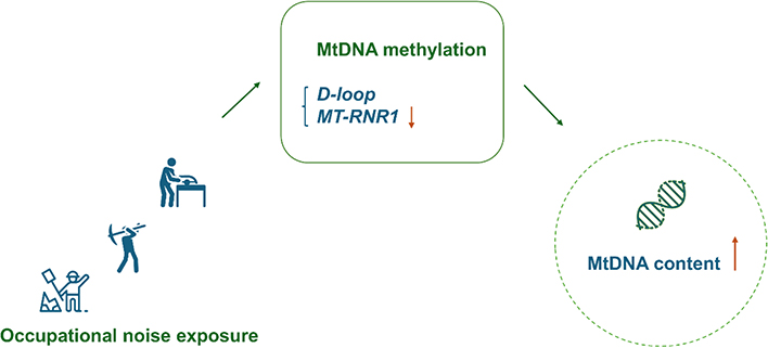 Reduction in mitochondrial DNA methylation leads to compensatory increase in mitochondrial DNA content: novel blood-borne biomarkers for monitoring occupational noise