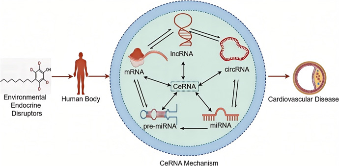 CeRNA plays a key role in the induction of cardiovascular diseases by environmental endocrine disruptor exposure