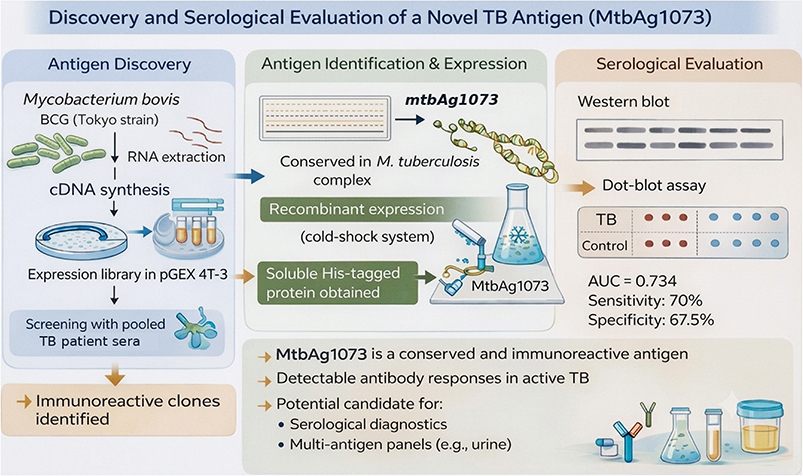 Identification and serological characterization of MtbAg1073, a conserved <i>Mycobacterium tuberculosis</i> complex antigen recognized in active tuberculosis