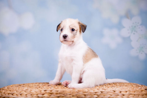 Welpenfoto von Charming Dexter vom langen Fuchsbau