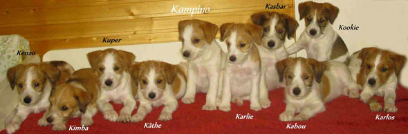 Gruppenfoto vom K2-Wurf vom rauhen stein am 08.02.2013 (2 Monate alt): Kenzo, Kimba, Kupfer, Käthe, Kampino, Karlie, Kaspar, Kookie, Kabou & Karlos