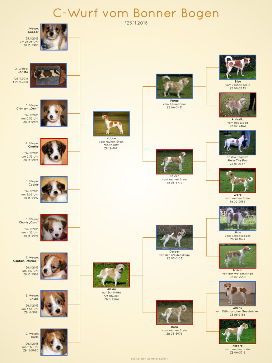 Stammbaum des C-Wurfs vom Bonner Bogen mit Fotos: Eltern, Großeltern & Ur-Großeltern