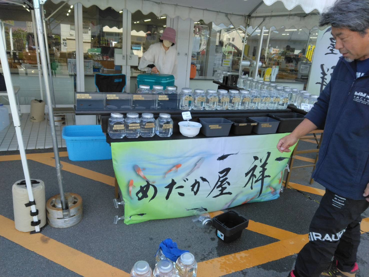 メダカ即売会の様子！